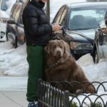 Paige Lorenze in a Green Sweatpants Walks Her Dog in New York